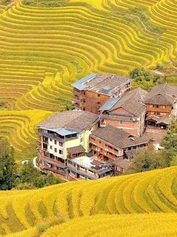 Longji-Rice-Terraces-Autumn