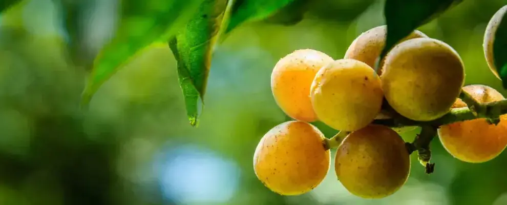 10-Seasonal-Fruits-in-Guilin-A-Tasting-Guide-for-Travelers