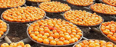 7-Regional-Fruits-To-Try--Local-Flavors-&-Travel-Insights